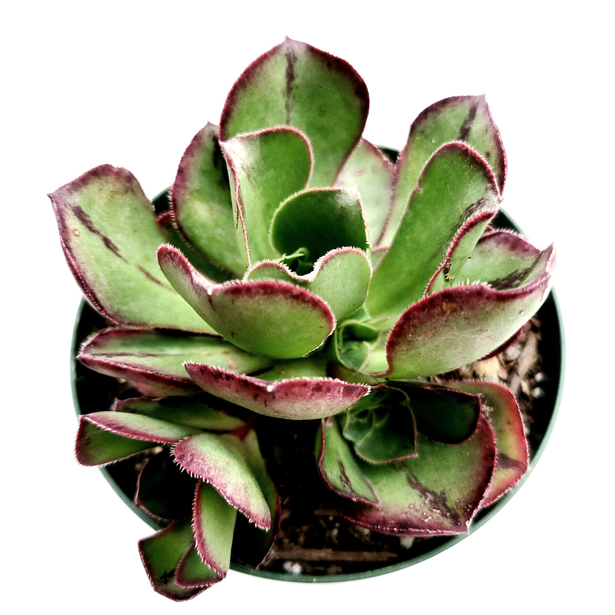 Aeonium Akafuji 'Red Fuji'