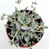 Chinese Dunce Cap succulent, rosette with trailing offsets.