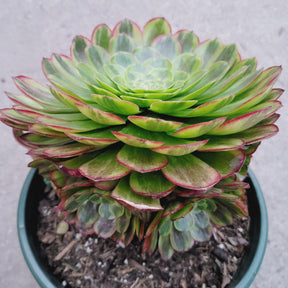 Aeonium fiesta - Succulents Depot