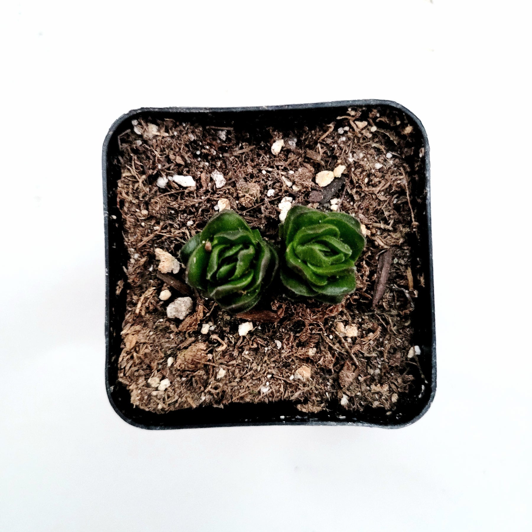 buddha succulent plant Crassula 'Buddha's Temple'