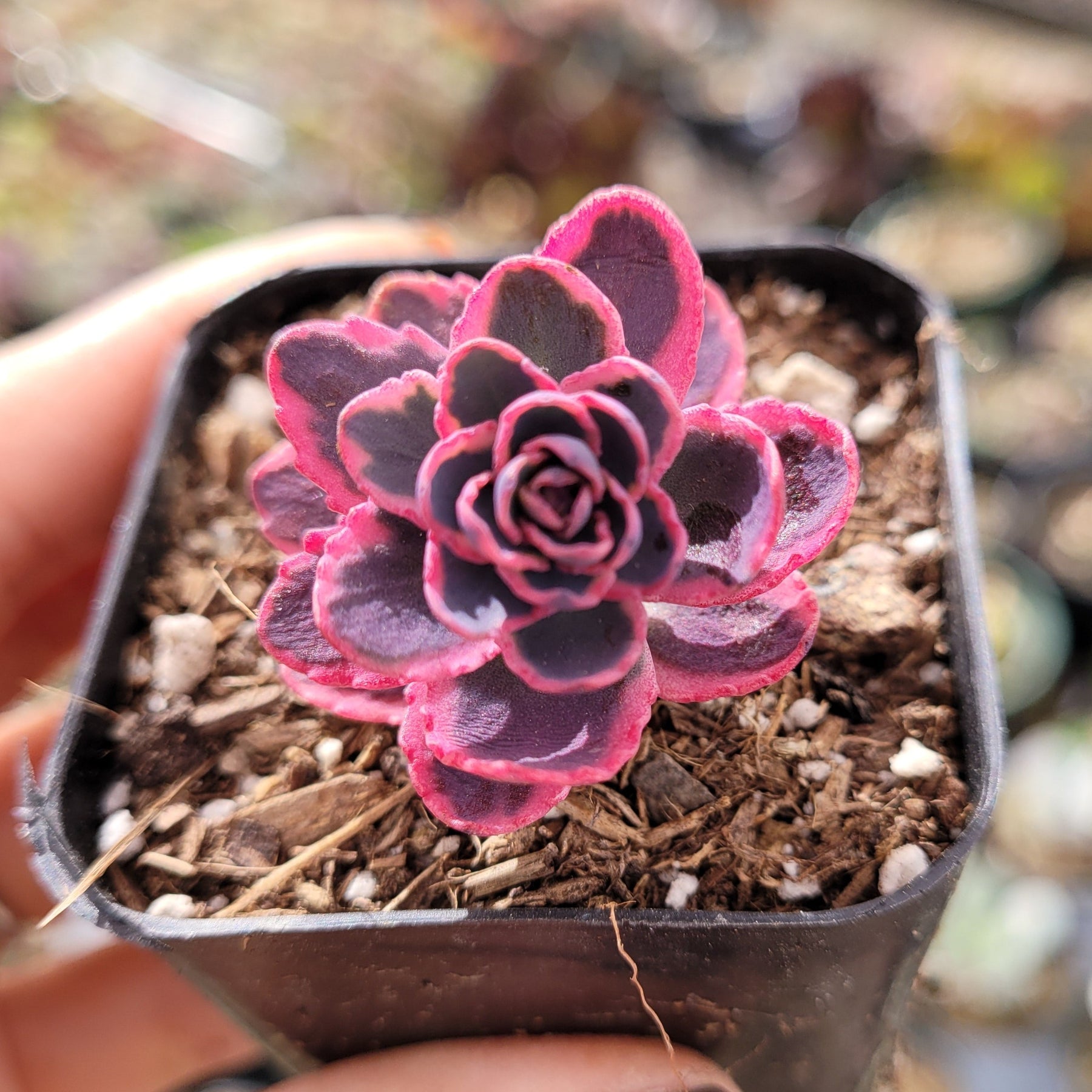SunSparkler® Sedum 'Dream Dazzler'