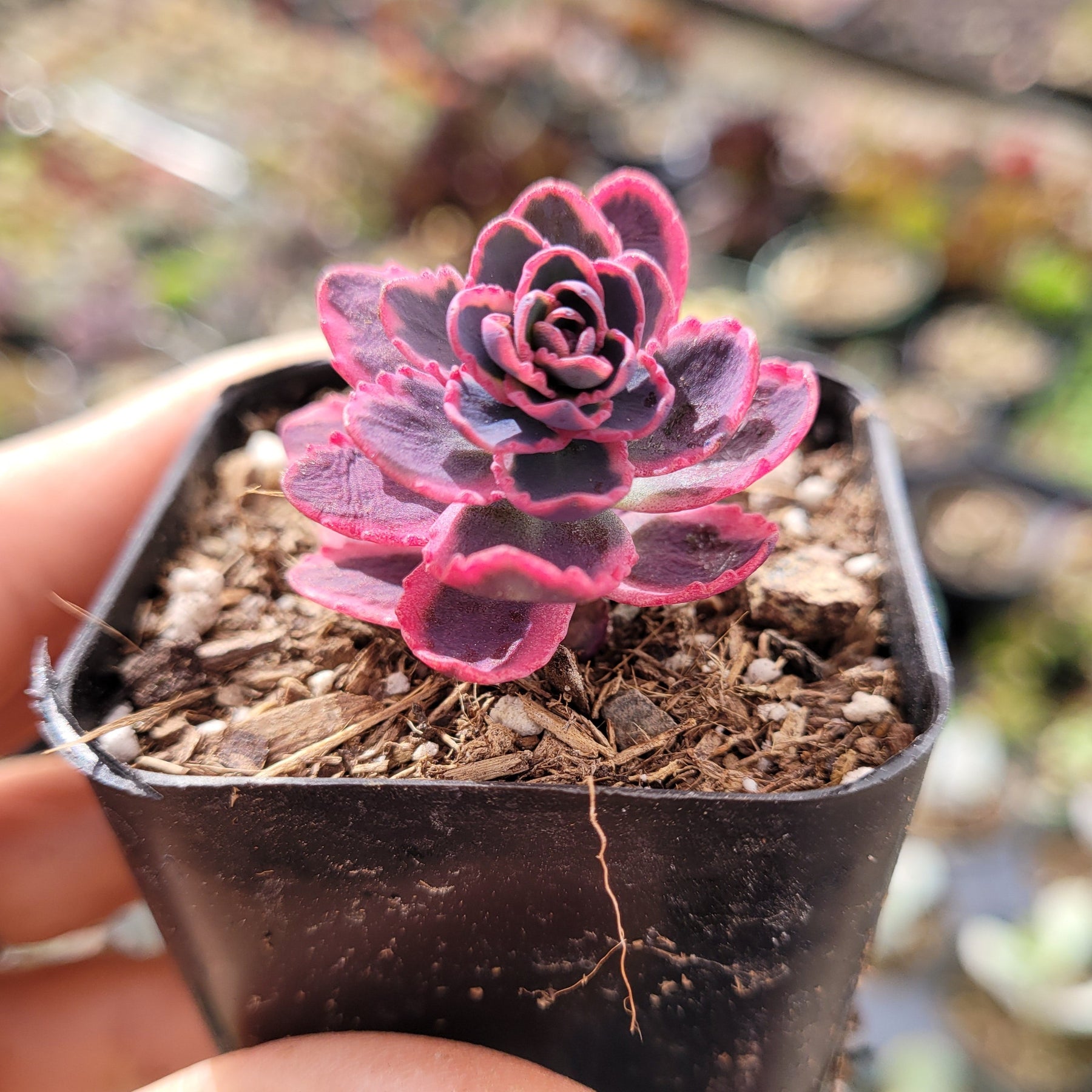 SunSparkler® Sedum 'Dream Dazzler'