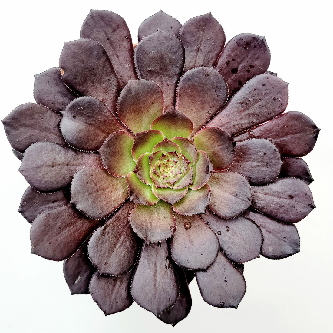 Aeonium – Page 2