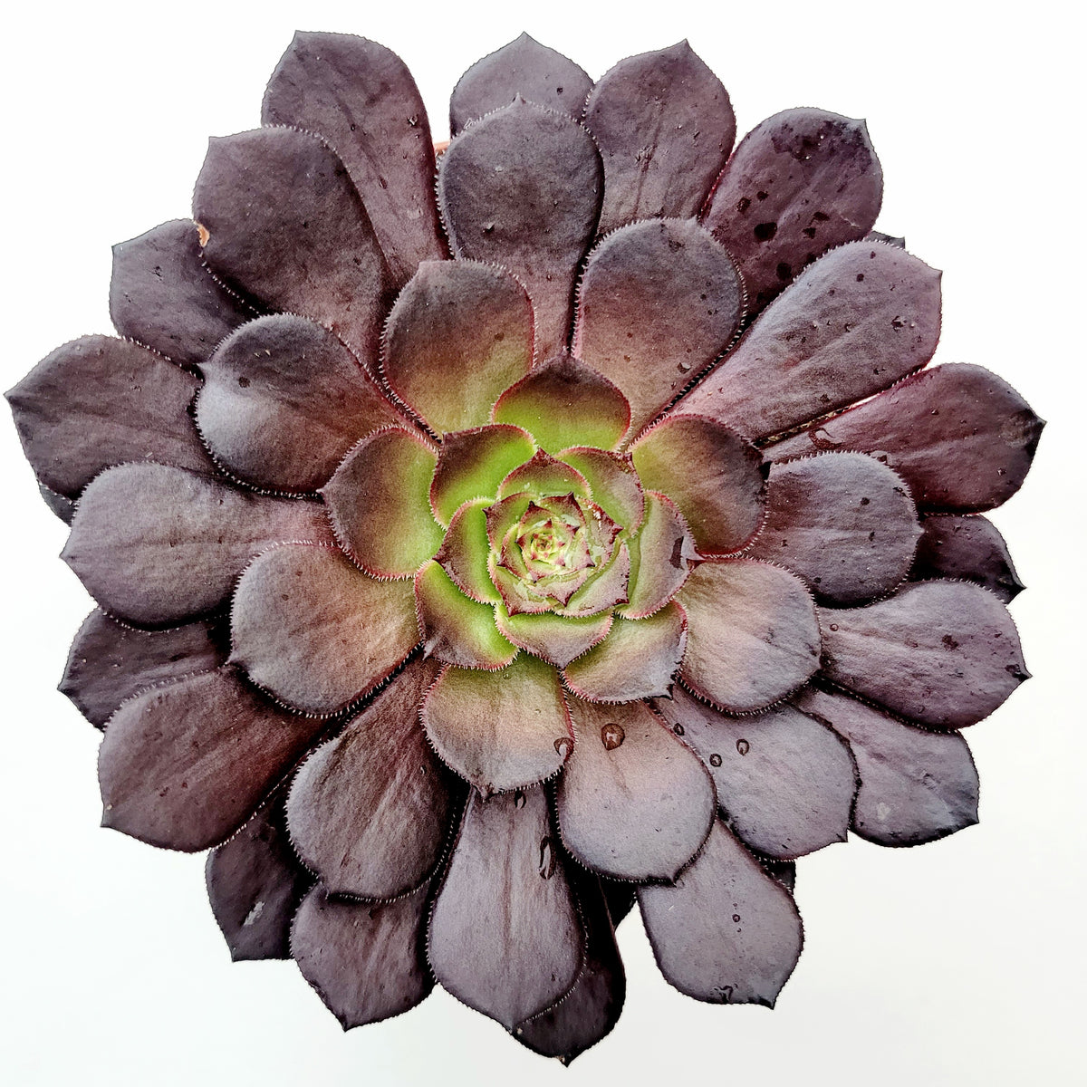 Aeonium 'Short Black'