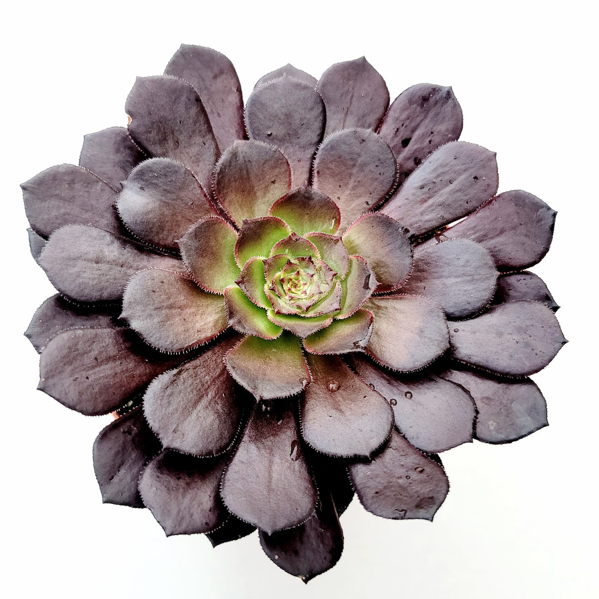 black succulent plant Aeonium 'Short Black'