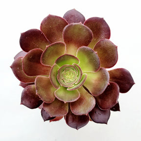 Aeonium 'Blushing Beauty' - Succulents Depot