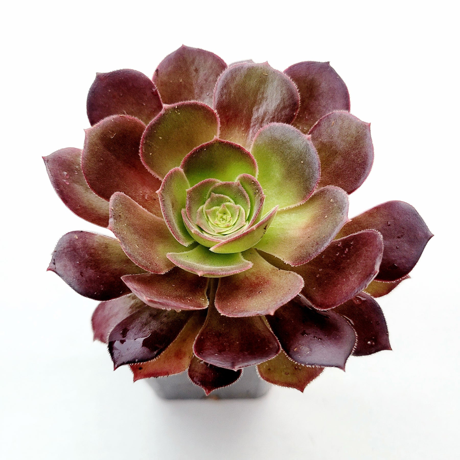 Aeonium 'Blushing Beauty' - Succulents Depot