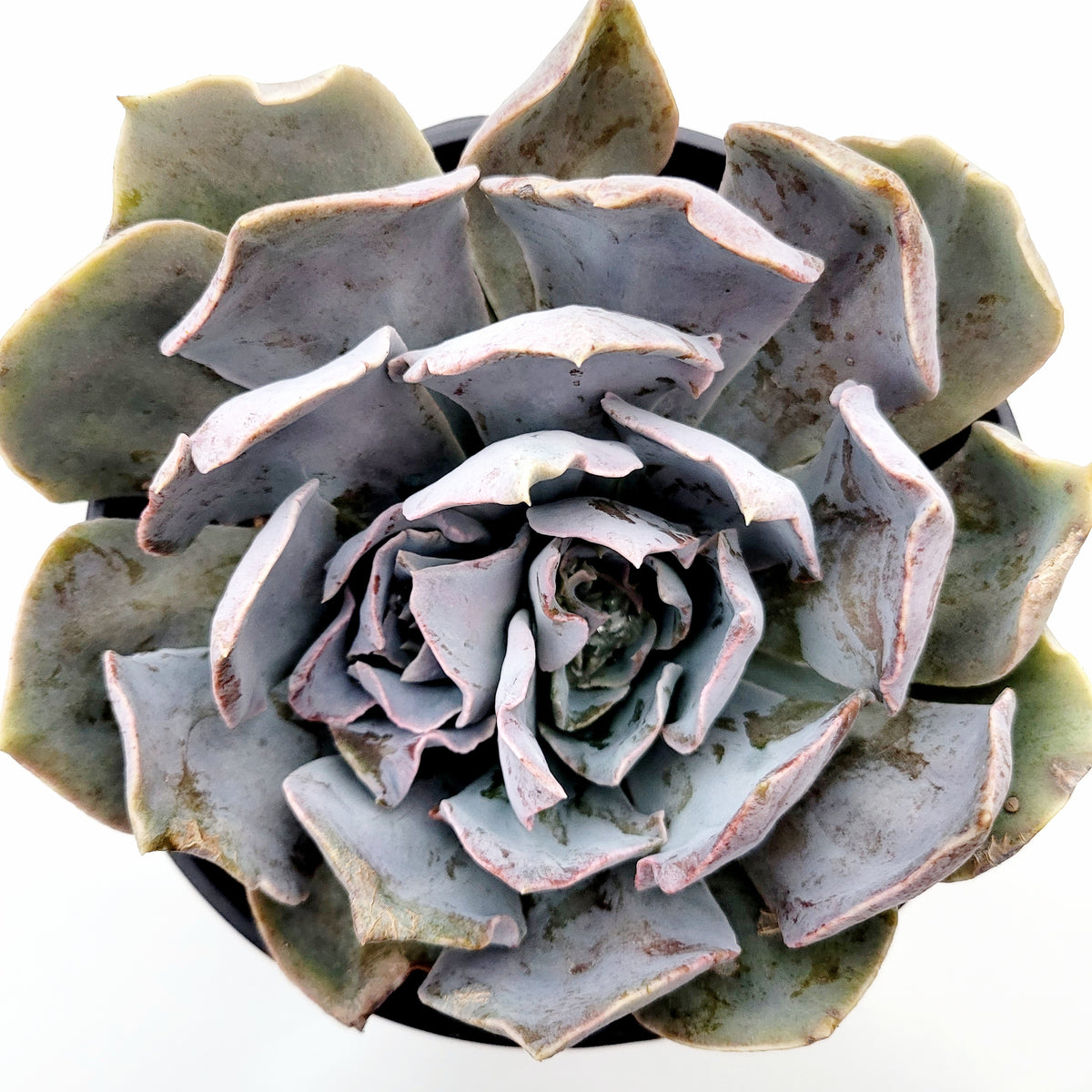 Echeveria shaviana 'Pink Frills'