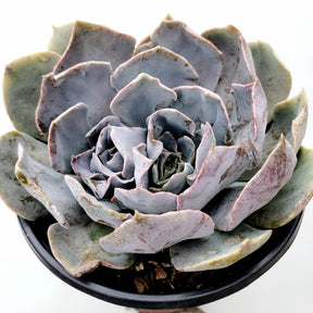 pink frills succulent Echeveria shaviana 'Pink Frills'