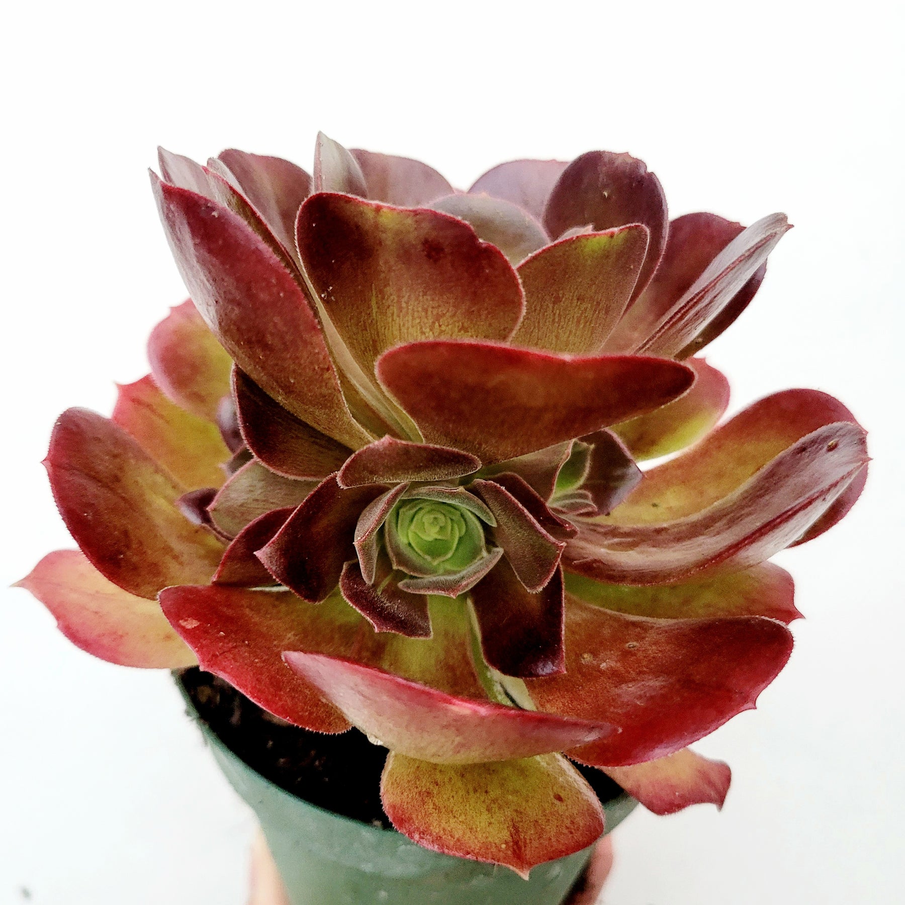 blushing beauty succulent Aeonium 'Blushing Beauty' 4 Inch