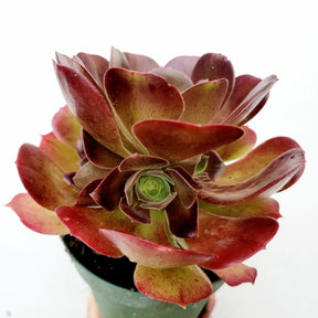 Aeonium 'Blushing Beauty' - Succulents Depot