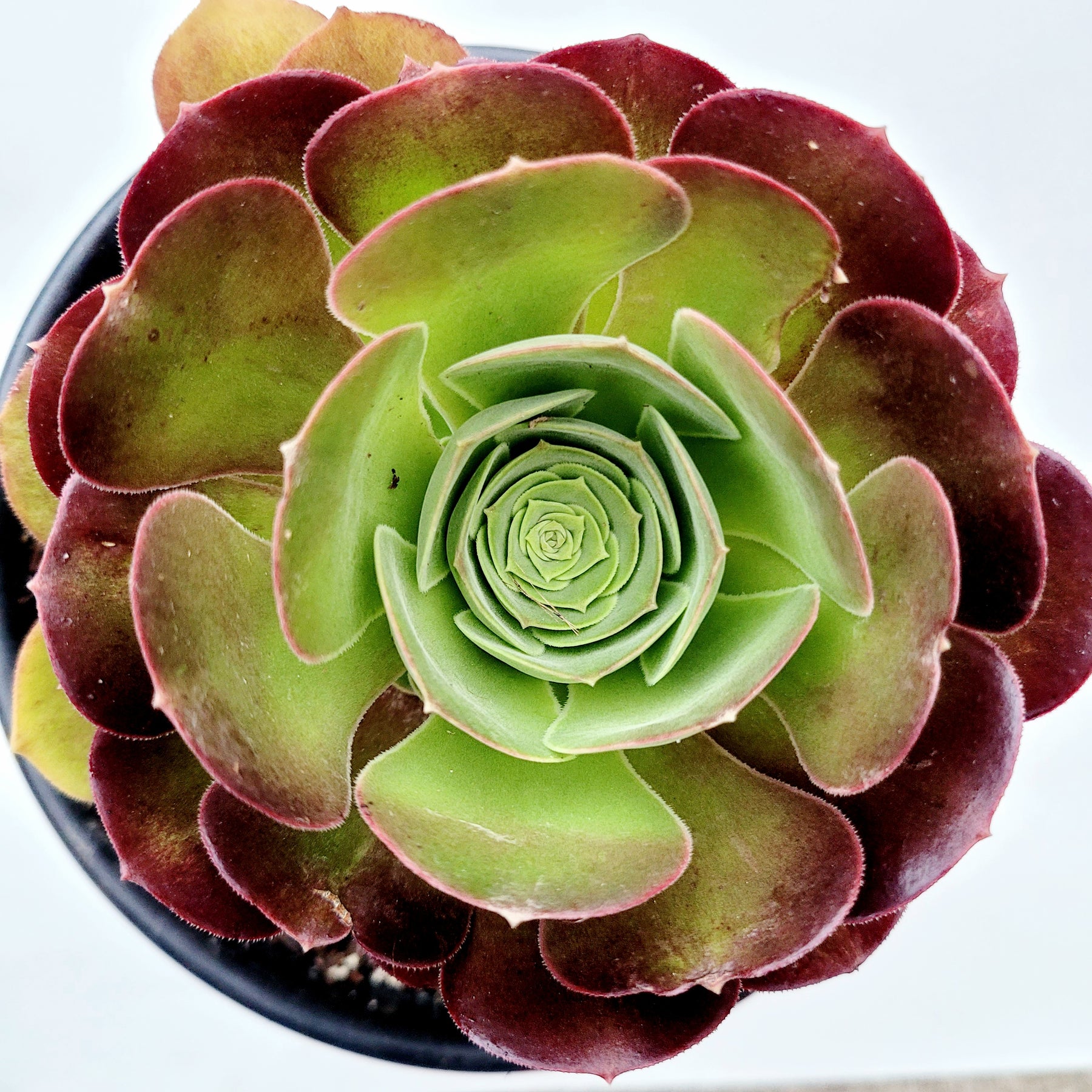 succulent used in cosmetics Aeonium 'Blushing Beauty'