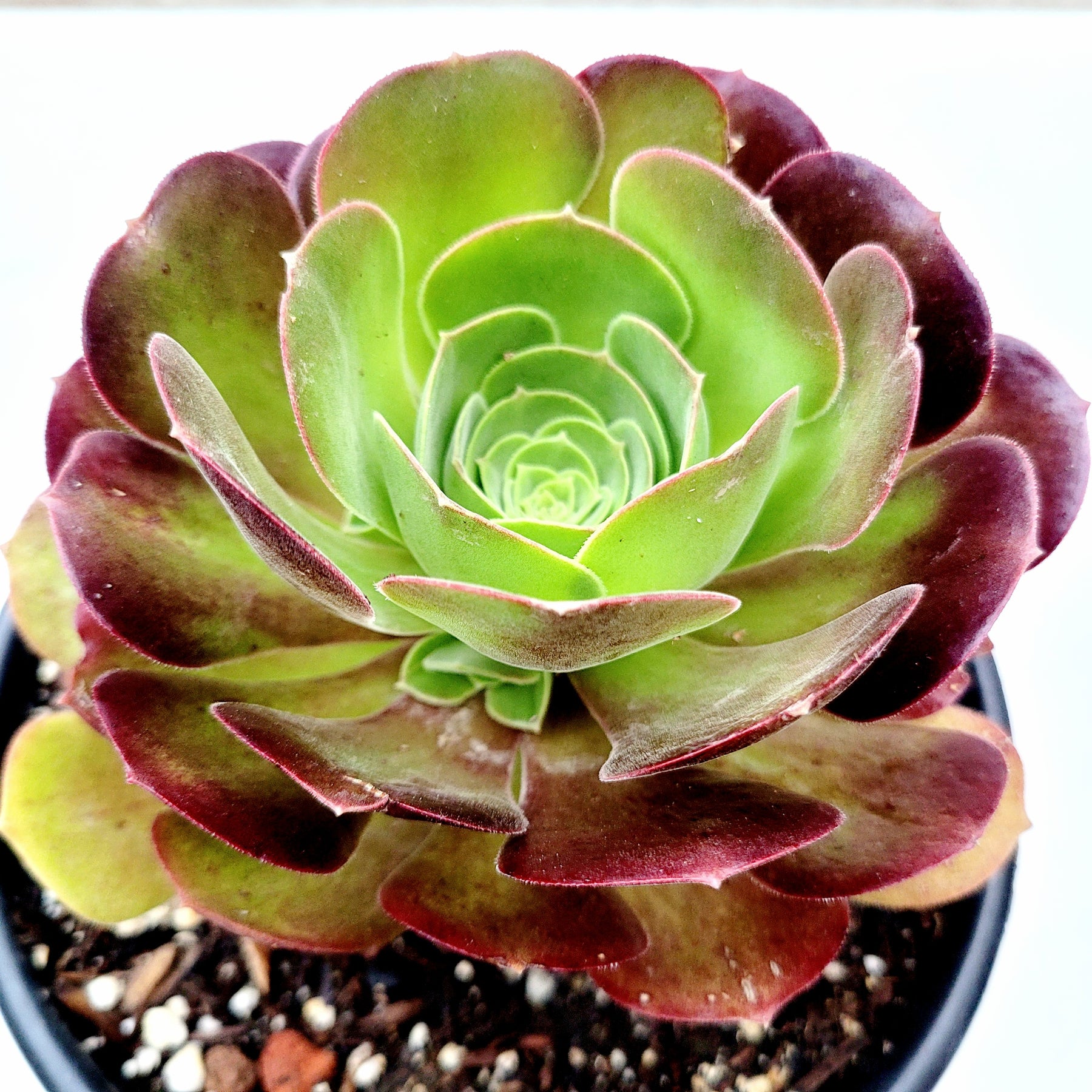 aeonium blushing beauty succulent Aeonium 'Blushing Beauty'