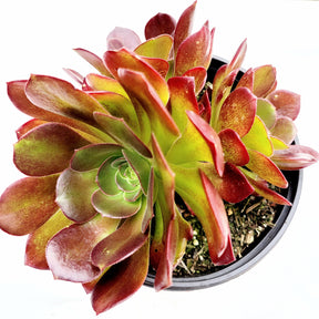 Aeonium 'Blushing Beauty' - Succulents Depot