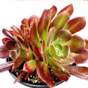 Aeonium 'Blushing Beauty' - Succulents Depot