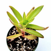 Crassula capitella 'Campfire' succulent with reddish-tipped leaves.
