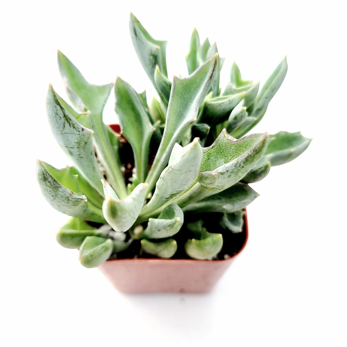 pineapple head succulent Senecio kleiniiformis