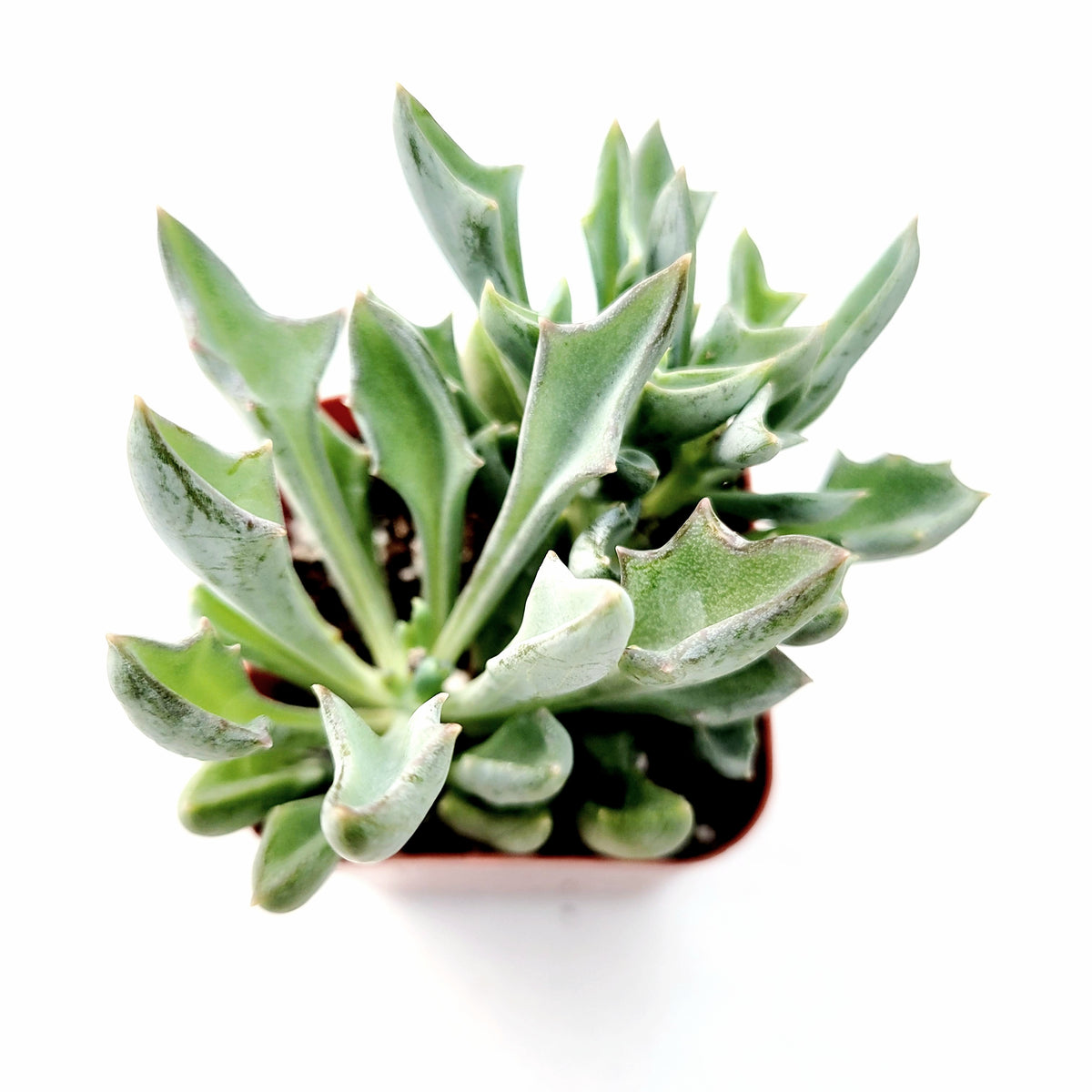 Senecio kleiniiformis - Spear Head - Succulents Depot