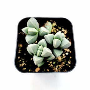 lehmannii succulent Corpuscularia lehmannii