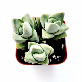 crassula moonglow succulent Crassula 'Moonglow' 2 Inch #A