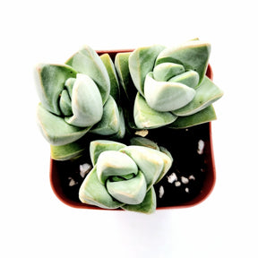 moonglow succulent Crassula 'Moonglow' 2 Inch #A