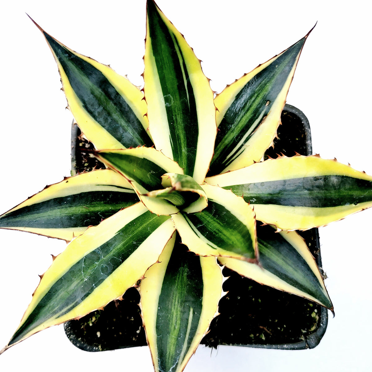 Agave lophantha 'Quadricolor' Goshikibandai