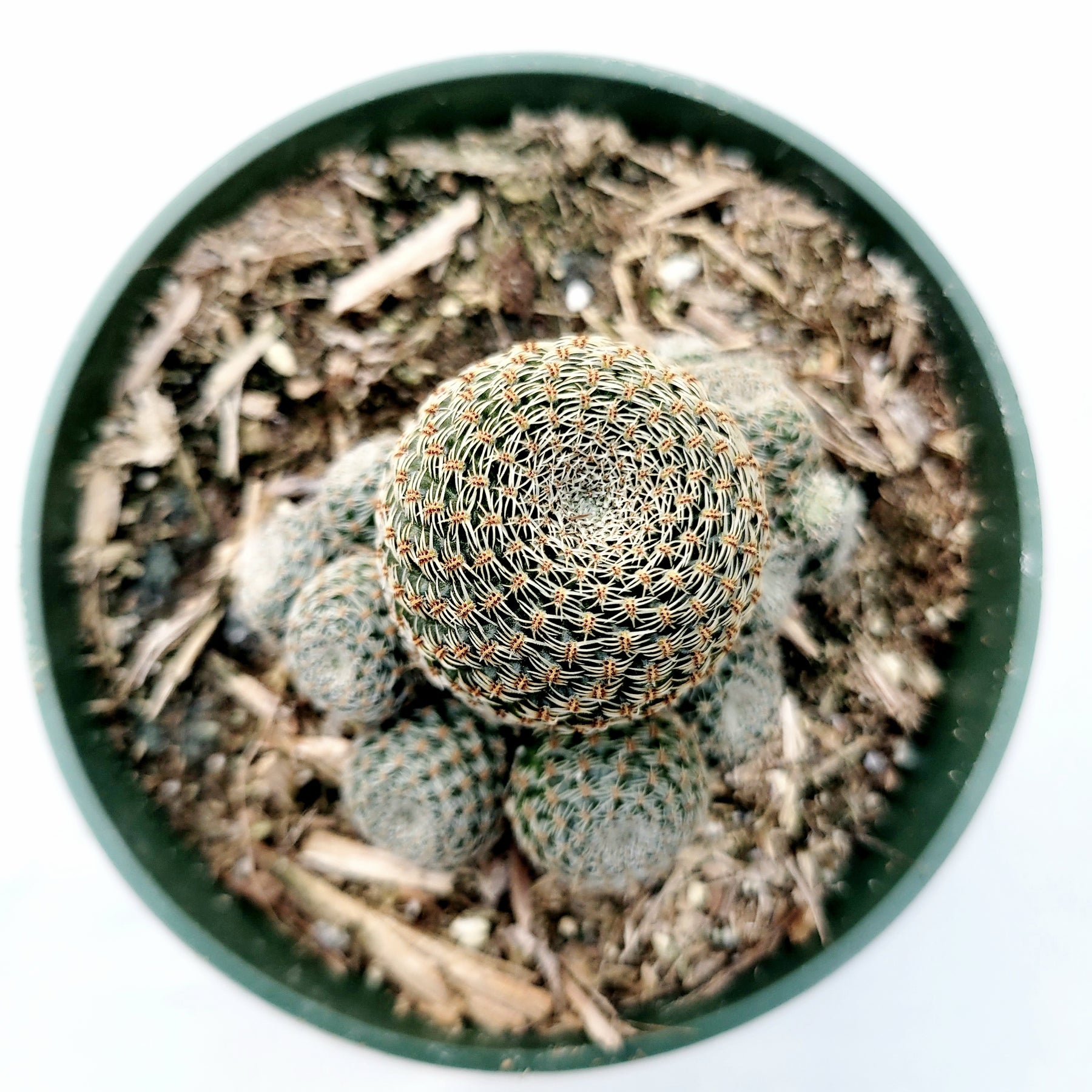 Rebutia Narvaecensis Cactus - Succulents Depot