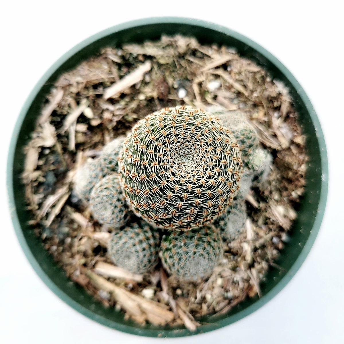 Rebutia heliosa Cactus