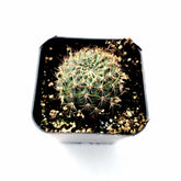 Rebutia vulpina - Succulents Depot