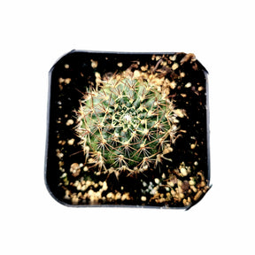 Rebutia vulpina - Succulents Depot