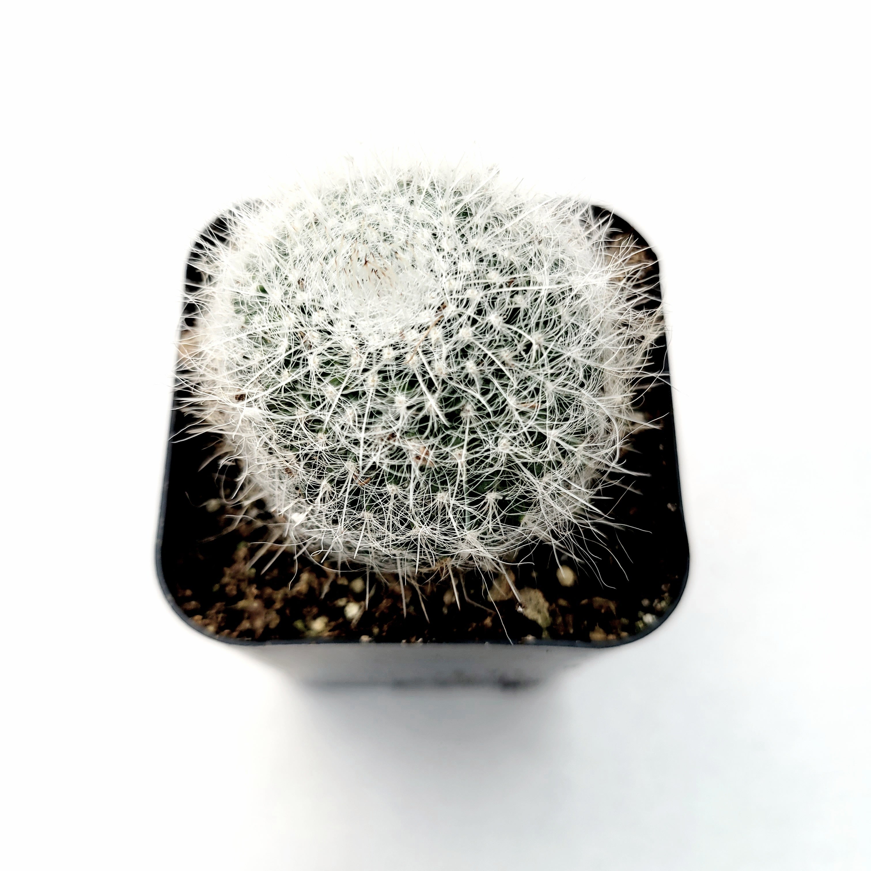Mammillaria Hahniana 