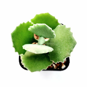 Kalanchoe millotii - Millot Kalanchoe