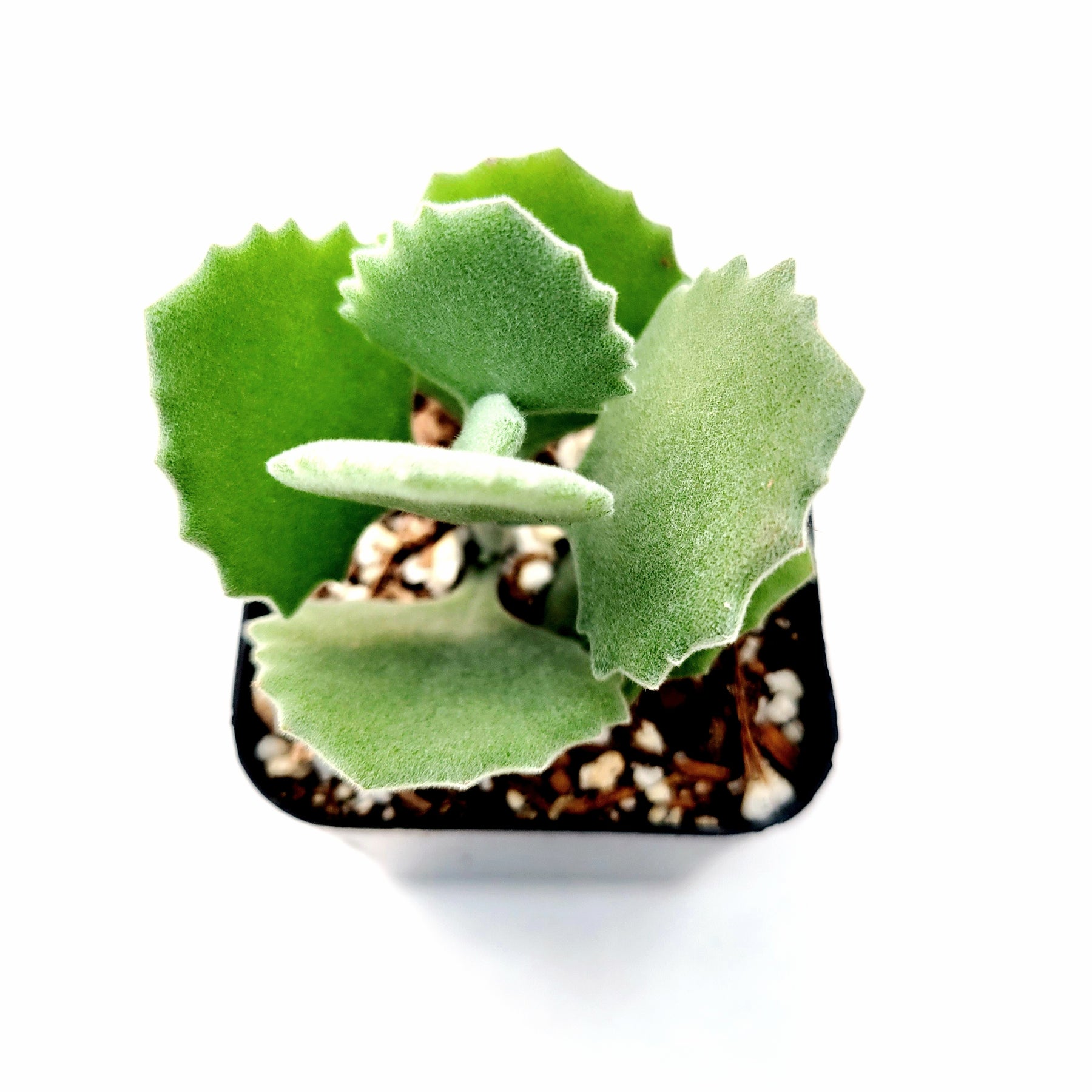 kalanchoe millotii succulent Kalanchoe millotii