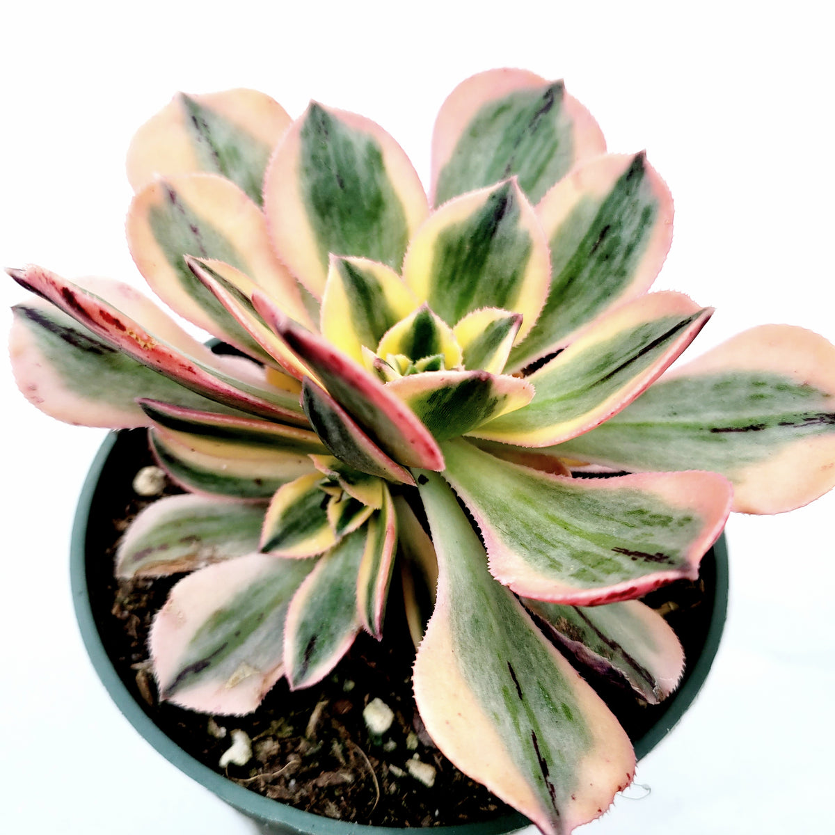 Aeonium 'Sunburst' - Succulents Depot