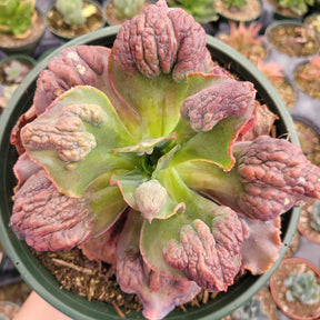 Echeveria 'Etna'