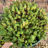 Sedum album 'Athoum' Stonecrop succulent with bead-like leaves.