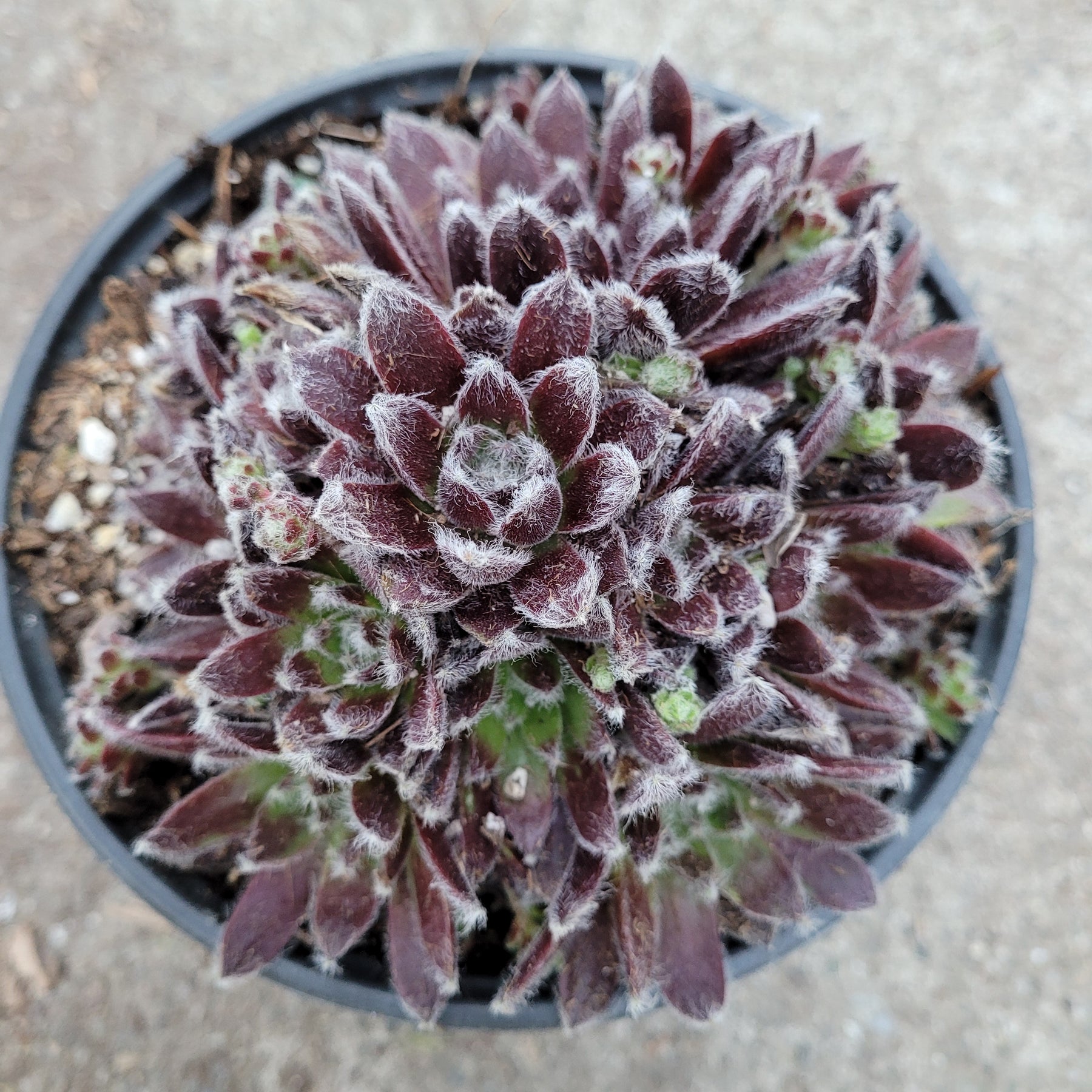 fuzzy succulent plant name Sempervivum 'Plum Fuzzy'