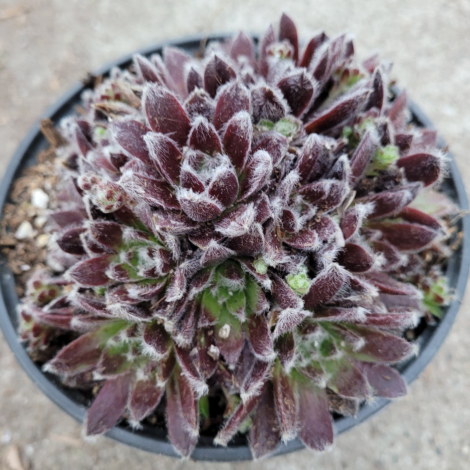 small fuzzy succulent Sempervivum 'Plum Fuzzy'