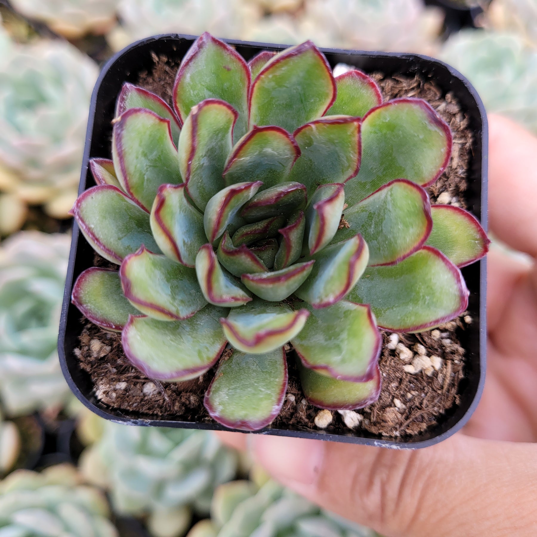 succulent with red edged leaves Echeveria Mexican Pulidonis