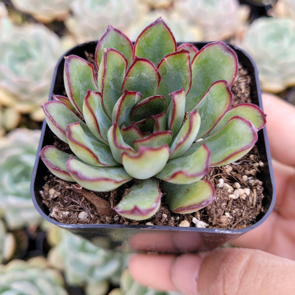 spanish succulent plants Echeveria Mexican Pulidonis