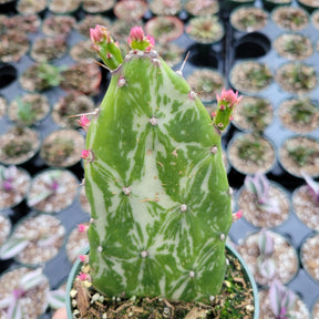 Opuntia monacantha variegata - Variegated Joseph's Coat - Succulents Depot