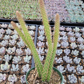 rat tail succulent Aporocactus flagelliformis Rat Tail Cactus 4 Inch