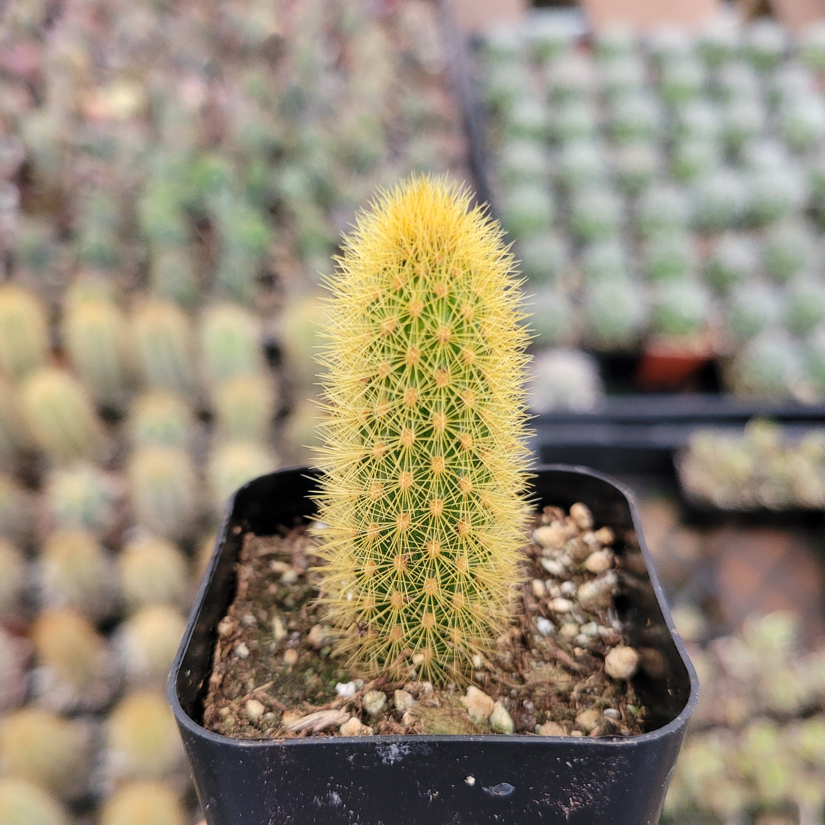 rat tail succulent Cleistocactus winteri Golden Rat Tail 2 Inch