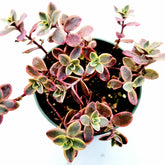 SunSparkler® Sedum 'Wildfire' - Succulents Depot