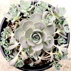 chinese dunce cap succulent Orostachys Malacophylla var. iwarenge