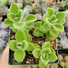 Plectranthus tomentosa - Vicks Plant - Succulents Depot