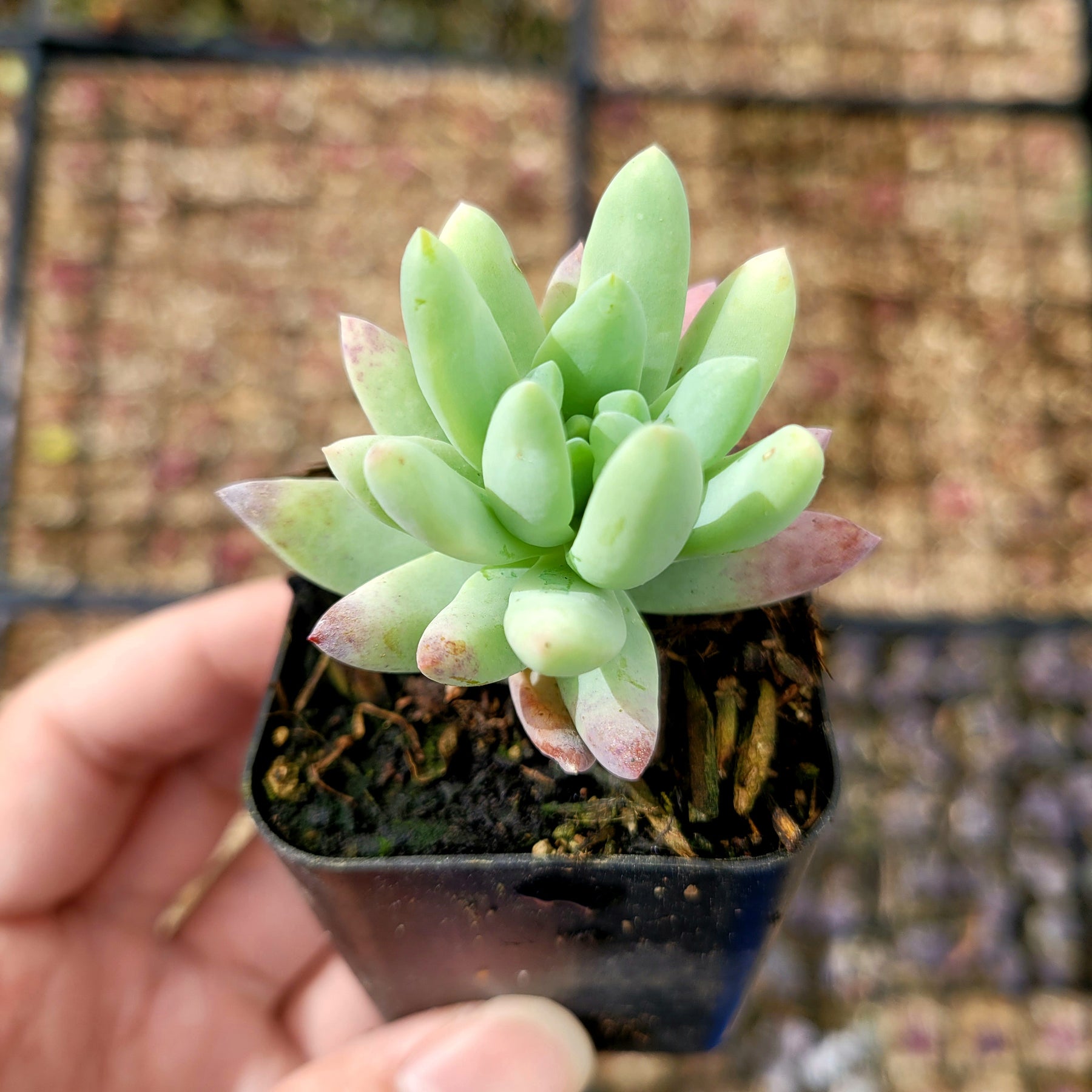 silver succulent plant Sedeveria 'Silver Frost'