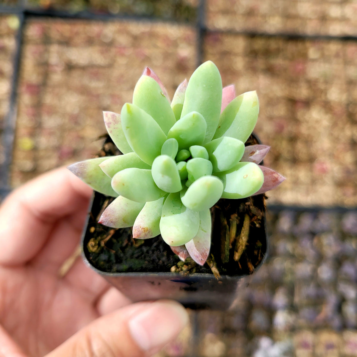 Sedeveria 'Silver Frost' - Succulents Depot