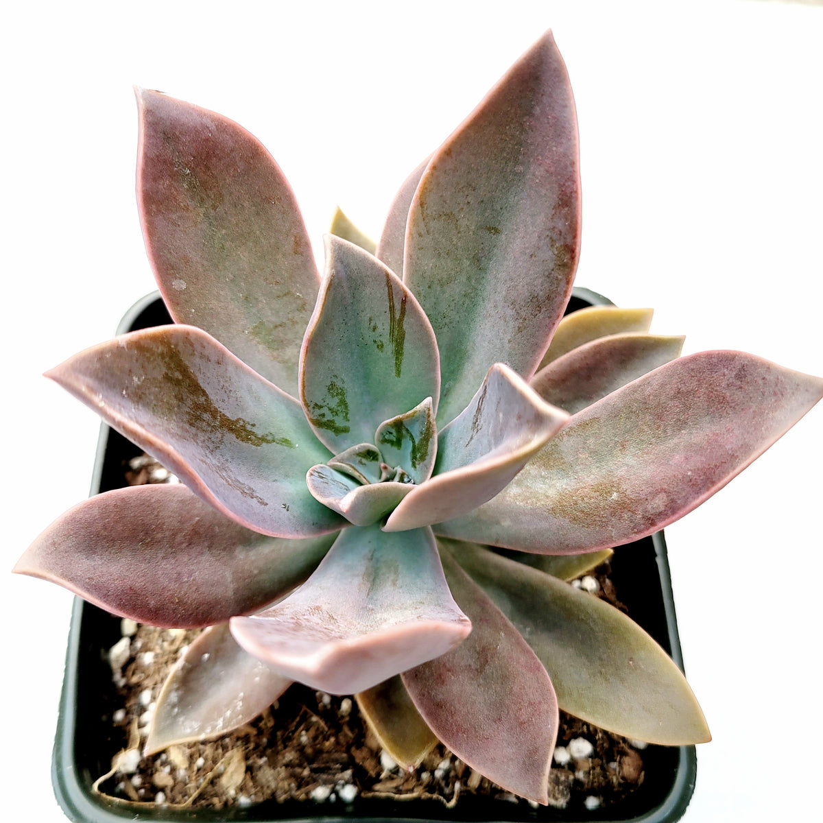 succulent ground cover home depot Graptoveria 'Fred Ives'