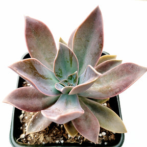 Graptoveria 'Fred Ives' - Succulents Depot